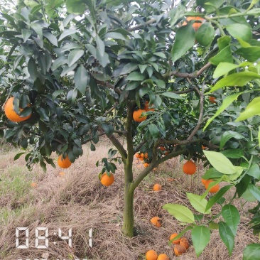 6公分的爱媛28号果冻橙苗
