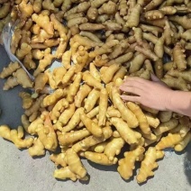 山东优质姜巴姜母大量现货，质优价廉，保质保量全国发货