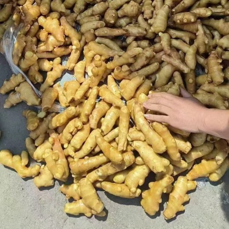 山东优质姜巴姜母大量现货，质优价廉，保质保量全国发货