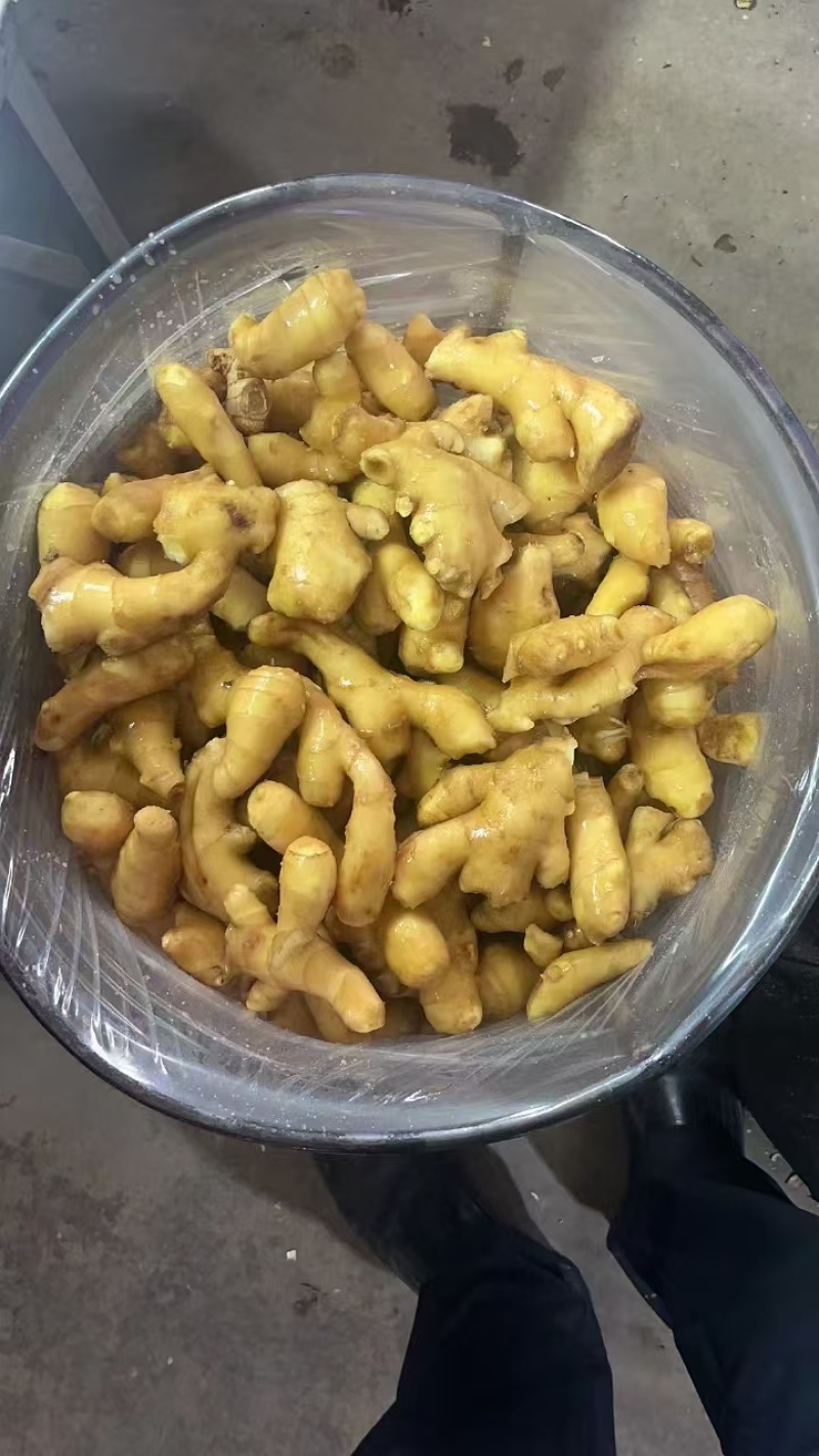 山东优质姜巴姜母大量现货，质优价廉，保质保量全国发货