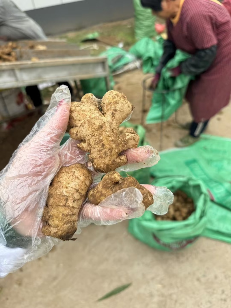 山东优质姜巴姜母大量现货，质优价廉，保质保量全国发货
