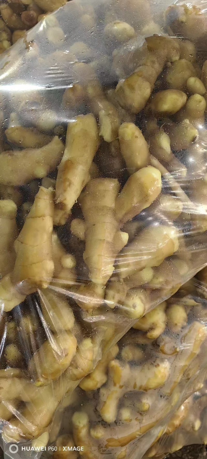 山东优质姜巴姜母大量现货，质优价廉，保质保量全国发货