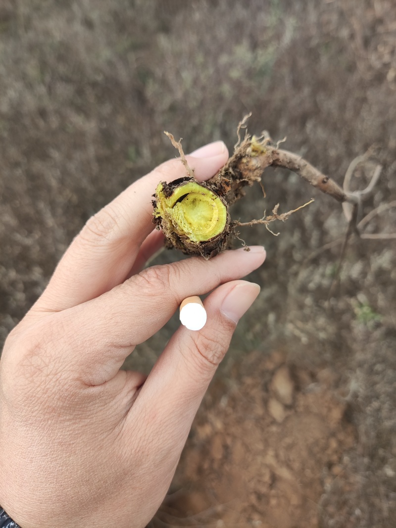 3年生精品黄芩，鲜货待出