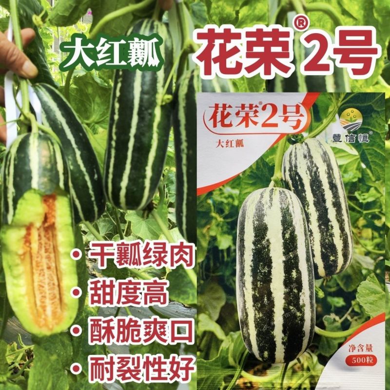花荣2号甜瓜种子大红瓤绿肉干瓤超甜花皮甜瓜种籽酥脆香甜耐