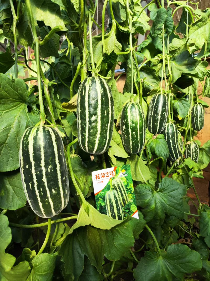 花荣2号甜瓜种子大红瓤绿肉干瓤超甜花皮甜瓜种籽酥脆香甜耐