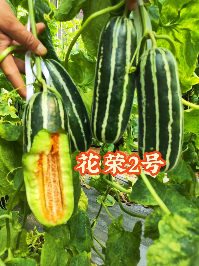 花荣2号甜瓜种子大红瓤绿肉干瓤超甜花皮甜瓜种籽酥脆香甜耐