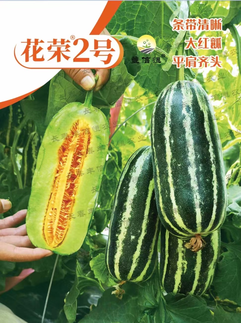 花荣2号甜瓜种子大红瓤绿肉干瓤超甜花皮甜瓜种籽酥脆香甜耐