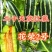 花荣2号甜瓜种子大红瓤绿肉干瓤超甜花皮甜瓜种籽酥脆香甜耐