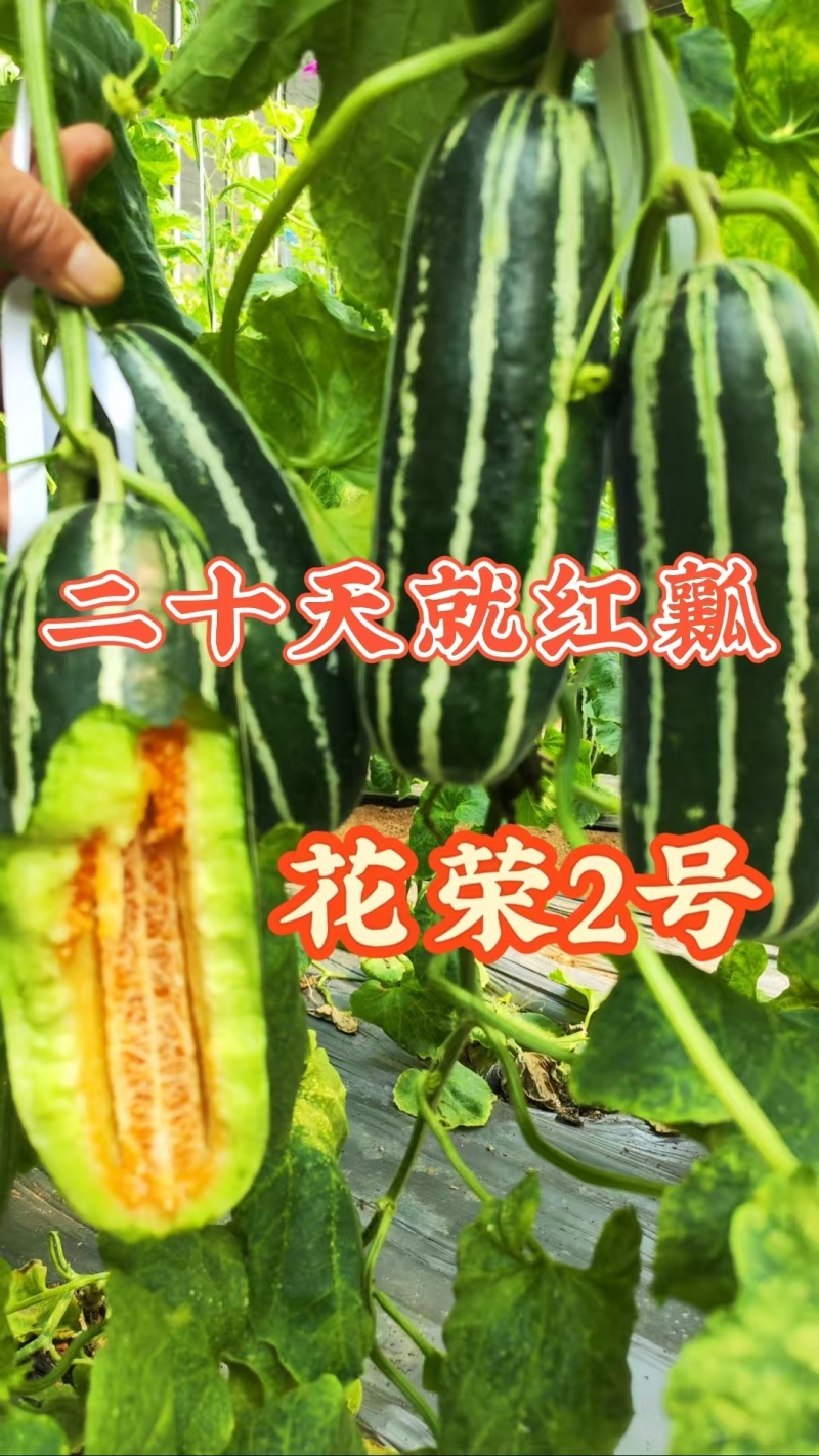 花荣2号甜瓜种子大红瓤绿肉干瓤超甜花皮甜瓜种籽酥脆香甜耐