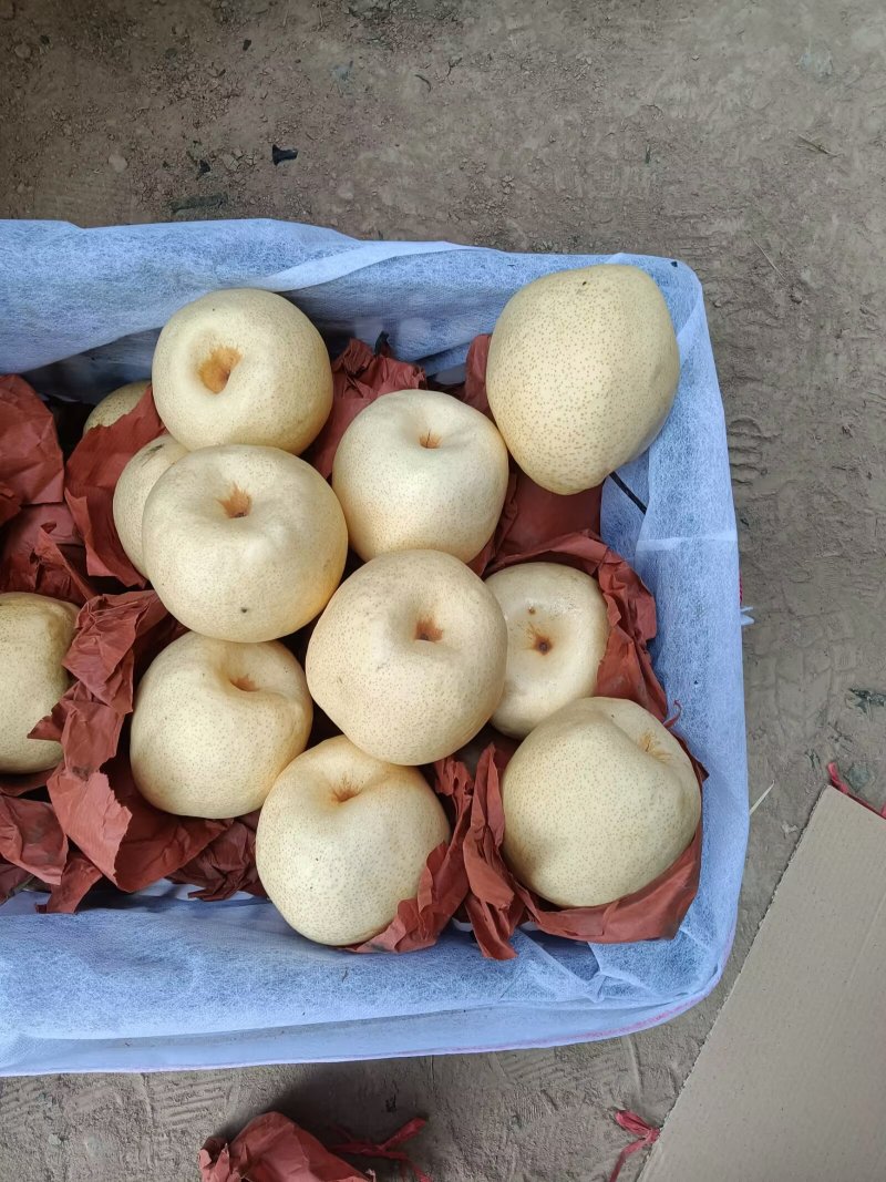 山西隰县，特色纸袋酥梨，高原水果，甜度高，皮薄