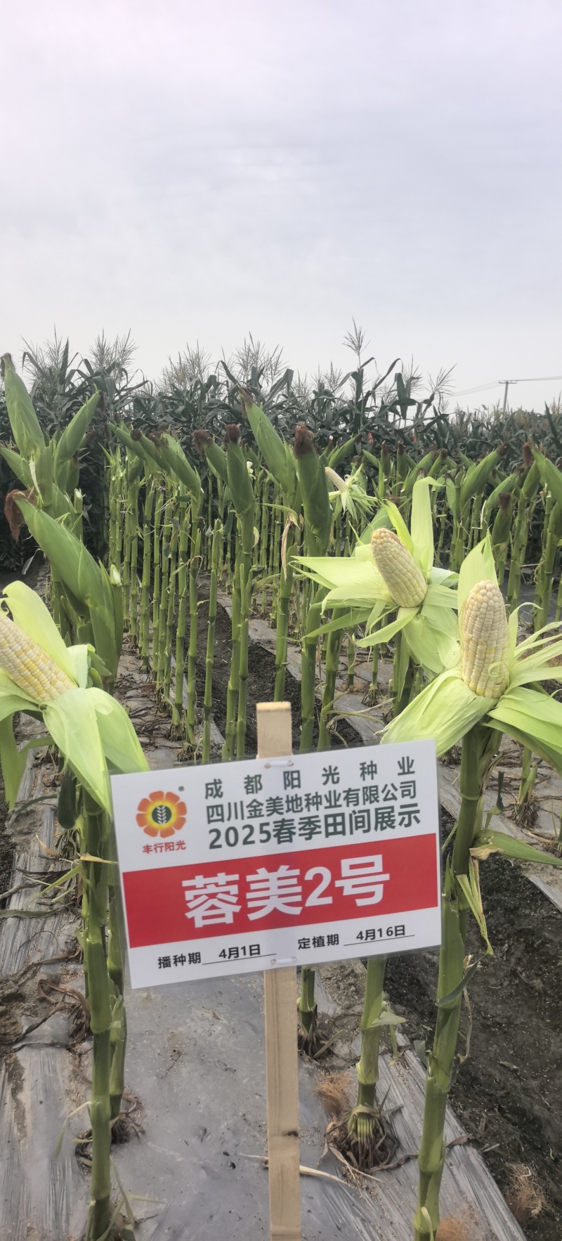 玉米种子蓉美2号白色甜加糯高产大棒适应性广春夏秋