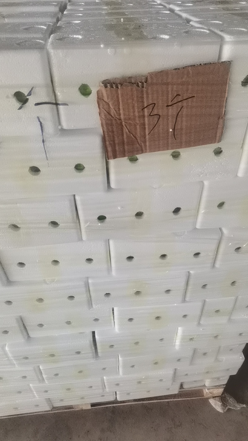 韭花酱瓶装的，电商产品