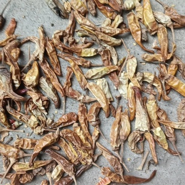 白辣椒