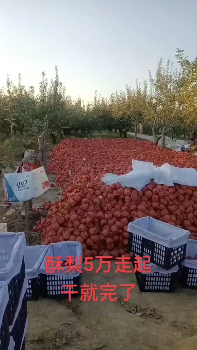 山西隰县，特色纸袋酥梨，高原水果，甜度高，皮薄