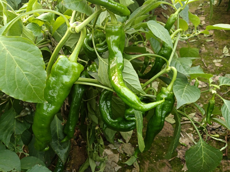 鲜辣椒