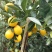 高山上种植的赣南脐橙，量大价格优惠，需要联系