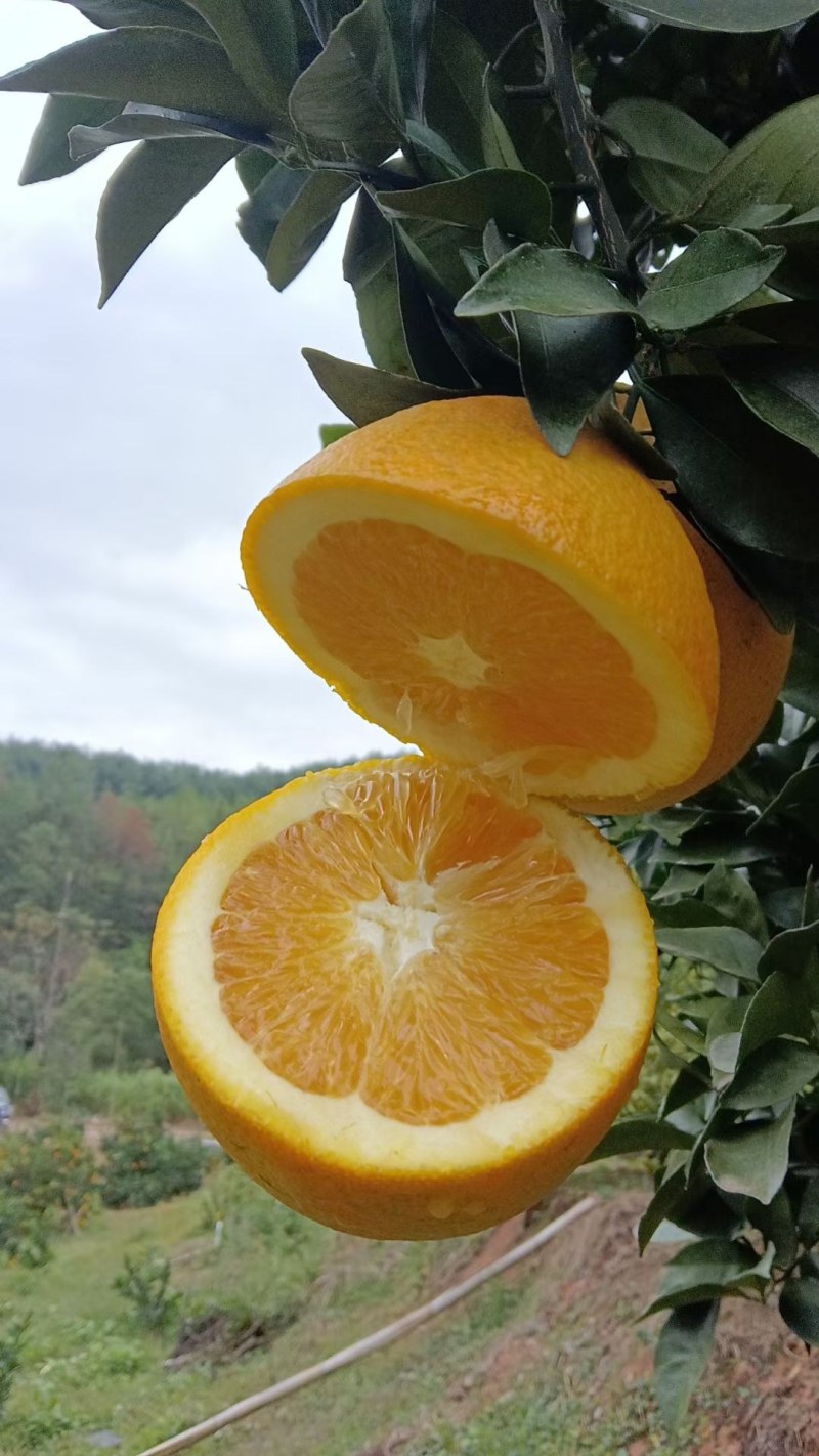 高山上种植的赣南脐橙，量大价格优惠，需要联系