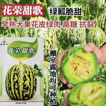 丰信恒花荣甜歌甜瓜种子大果花皮绿肉杂交甜瓜组合种籽花美人