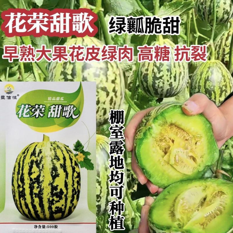 丰信恒花荣甜歌甜瓜种子大果花皮绿肉杂交甜瓜组合种籽花美人