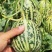 丰信恒花荣甜歌甜瓜种子大果花皮绿肉杂交甜瓜组合种籽花美人