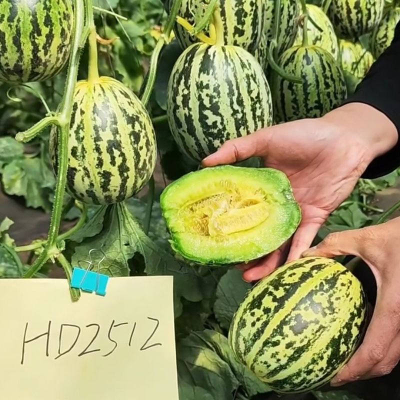 丰信恒花荣甜歌甜瓜种子大果花皮绿肉杂交甜瓜组合种籽花美人