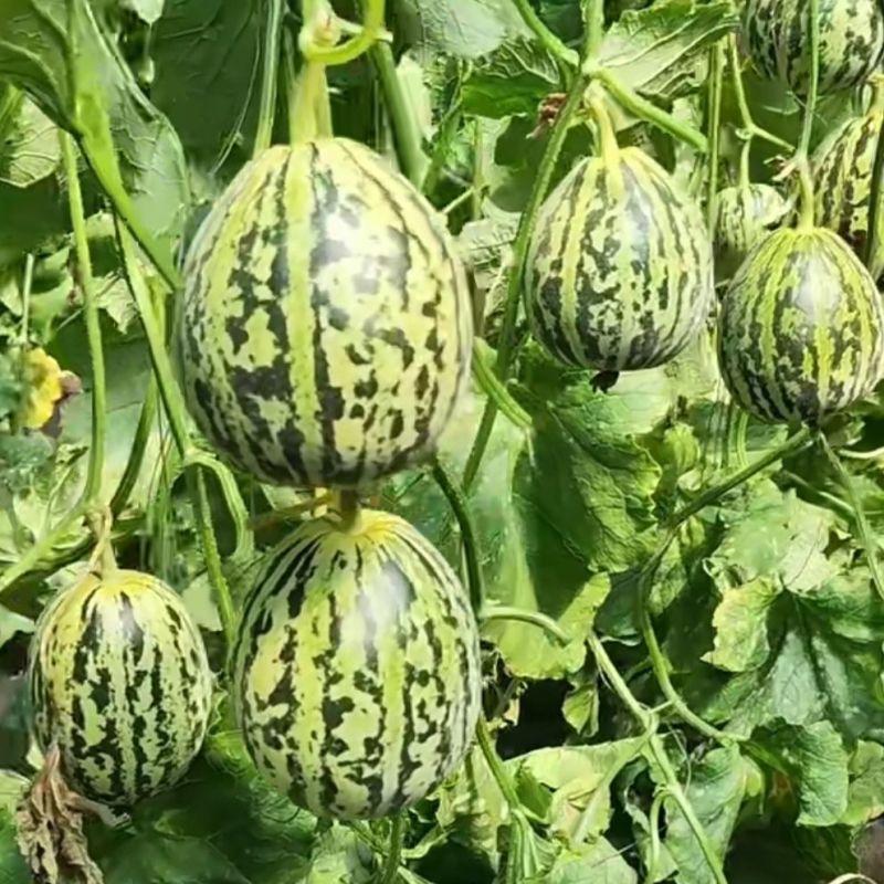 丰信恒花荣甜歌甜瓜种子大果花皮绿肉杂交甜瓜组合种籽花美人