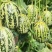 丰信恒花荣甜歌甜瓜种子大果花皮绿肉杂交甜瓜组合种籽花美人