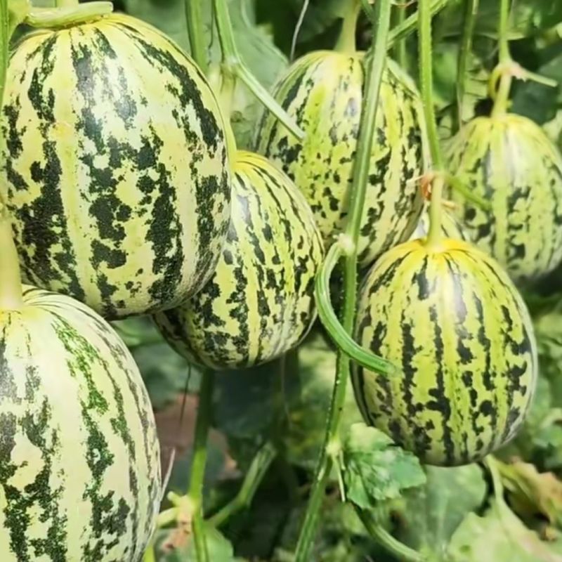 丰信恒花荣甜歌甜瓜种子大果花皮绿肉杂交甜瓜组合种籽花美人