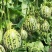 丰信恒花荣甜歌甜瓜种子大果花皮绿肉杂交甜瓜组合种籽花美人