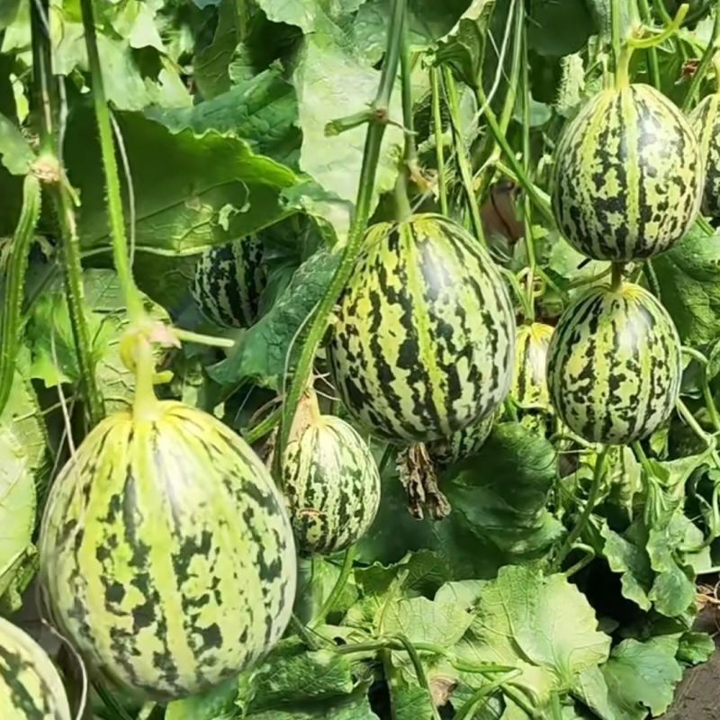 丰信恒花荣甜歌甜瓜种子大果花皮绿肉杂交甜瓜组合种籽花美人
