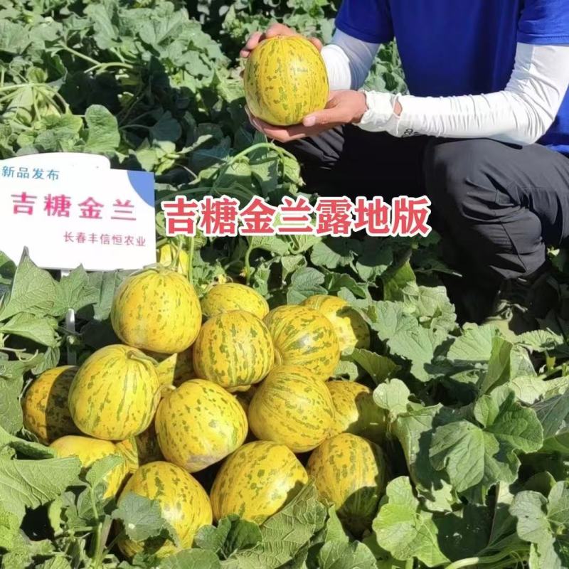 吉糖金兰甜瓜种子露地版花皮绿肉高糖杂交甜瓜种子果肉硬度好
