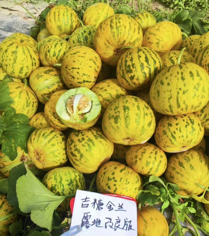 吉糖金兰甜瓜种子露地版花皮绿肉高糖杂交甜瓜种子果肉硬度好