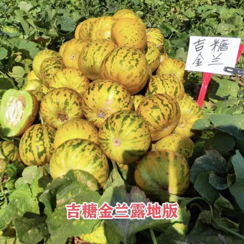 吉糖金兰甜瓜种子露地版花皮绿肉高糖杂交甜瓜种子果肉硬度好