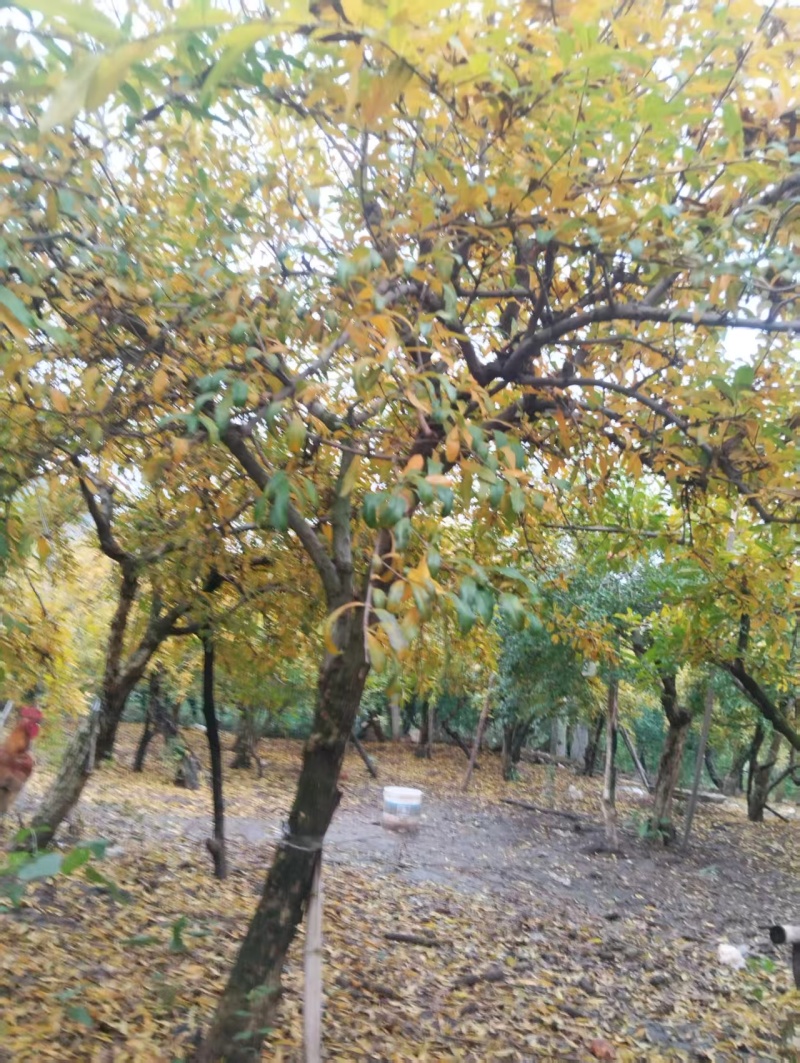 石榴树单杆丛生10公分