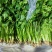 中叶铁杆青，全跟，半根，精包，毛包，精品香菜