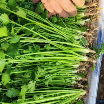 中叶铁杆青，全跟，半根，精包，毛包，精品香菜