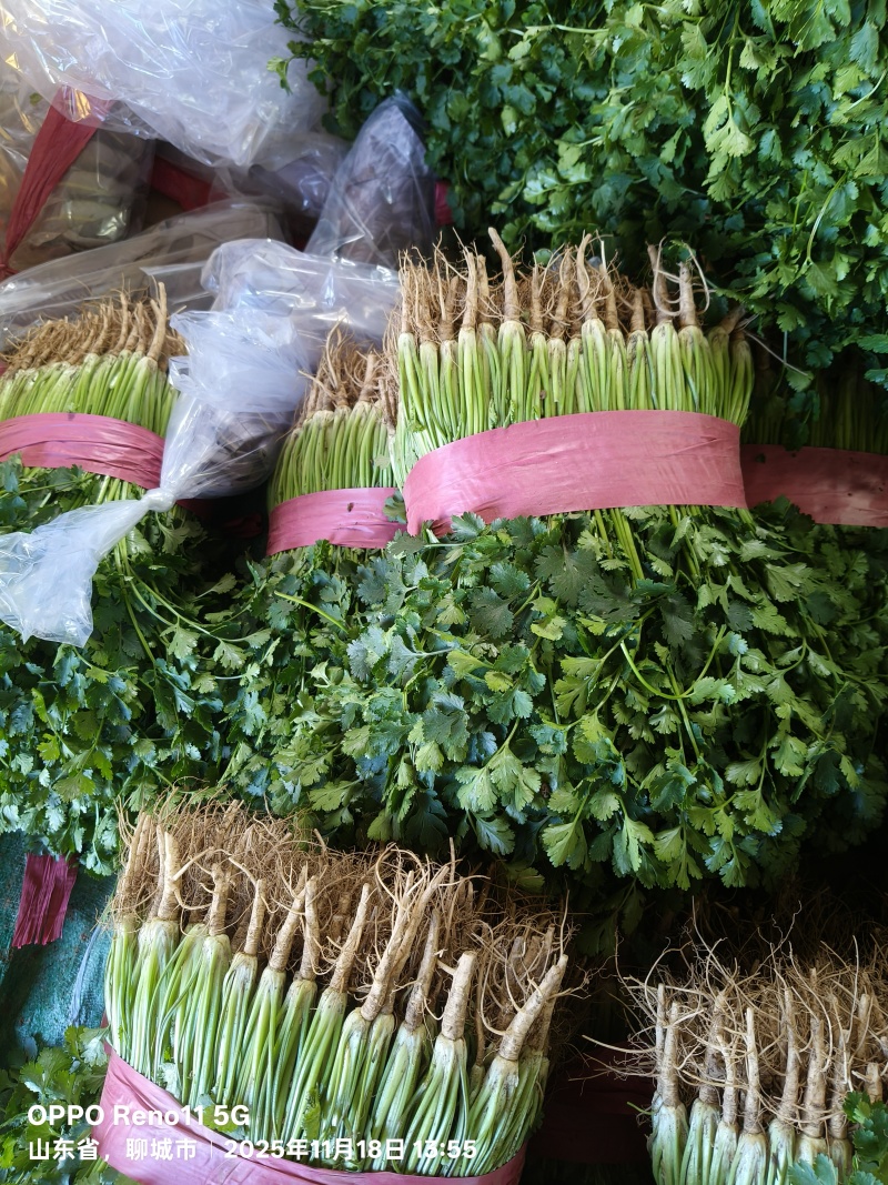 香菜
