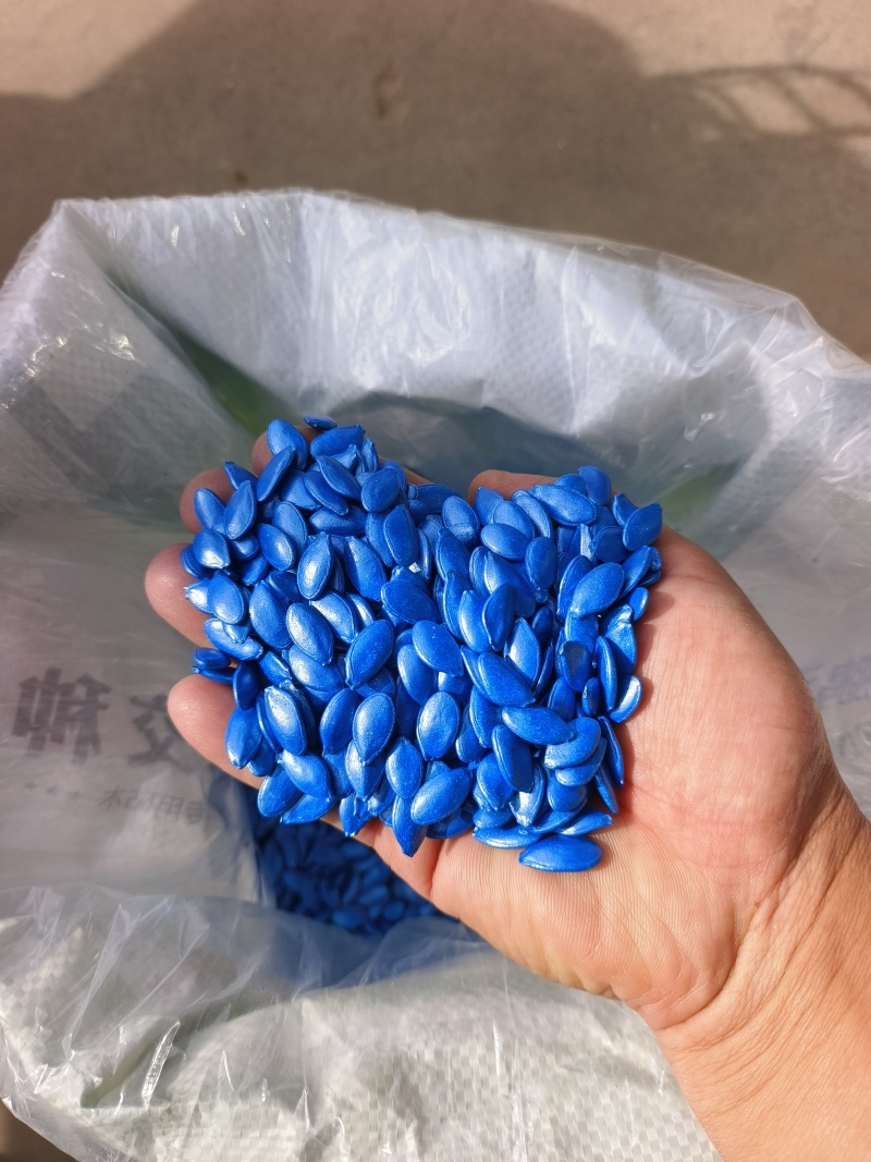 西瓜砧木抗病出苗整齐嫁接亲和力强连续坐果能力强根系发达