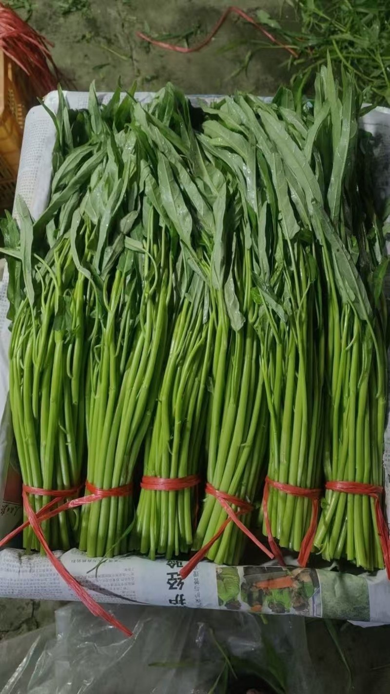 空心菜，青杆，白杆，产地直发