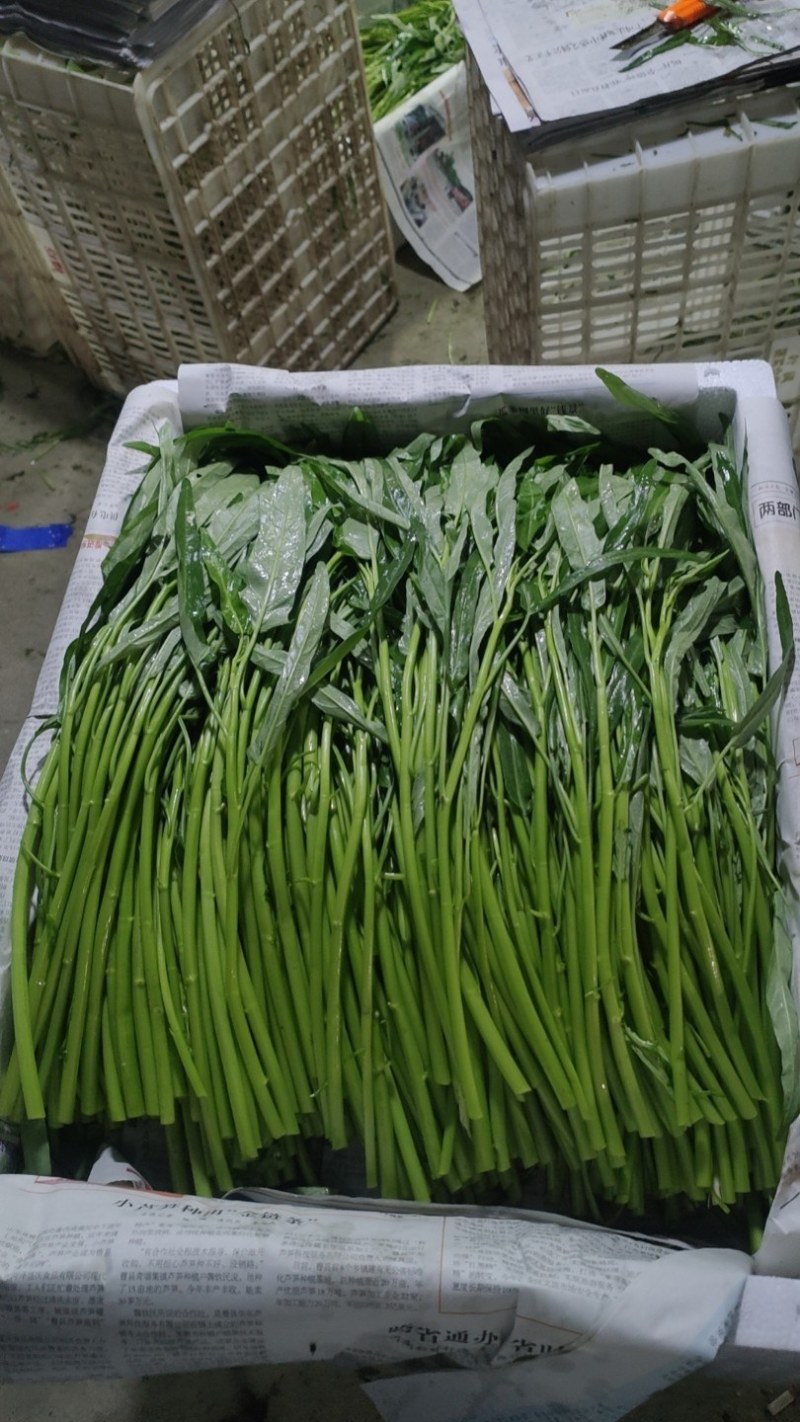 空心菜，青杆，白杆，产地直发