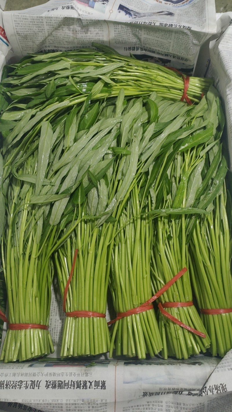 空心菜，青杆，白杆，产地直发