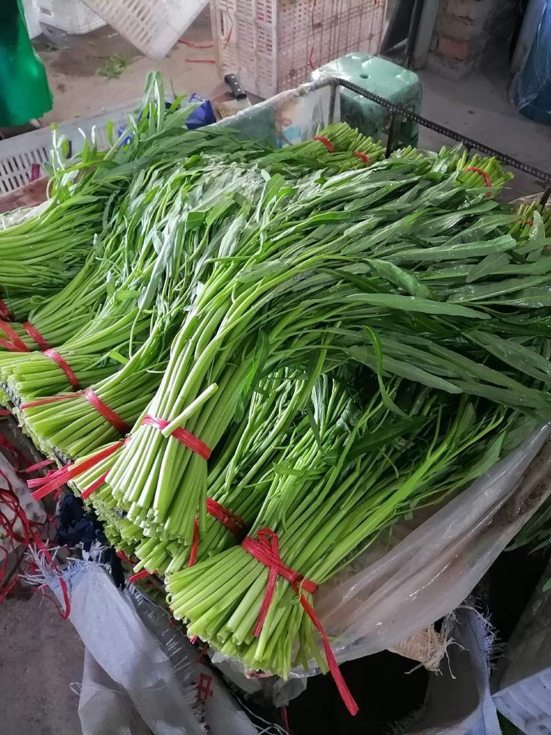 空心菜，青杆，白杆，产地直发