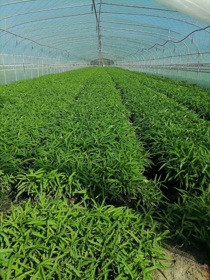 空心菜，青杆，白杆，产地直发