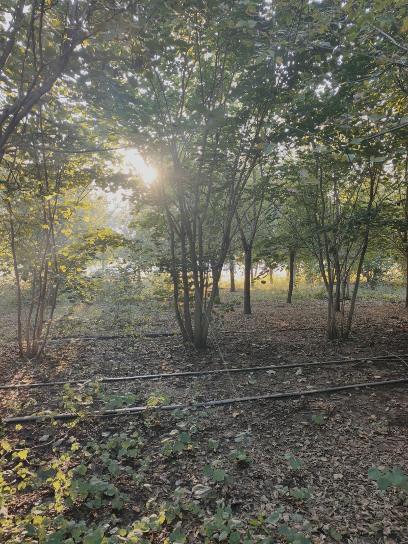 丛生娜塔莉橡树基地直发保存活可视频看货欢迎来电