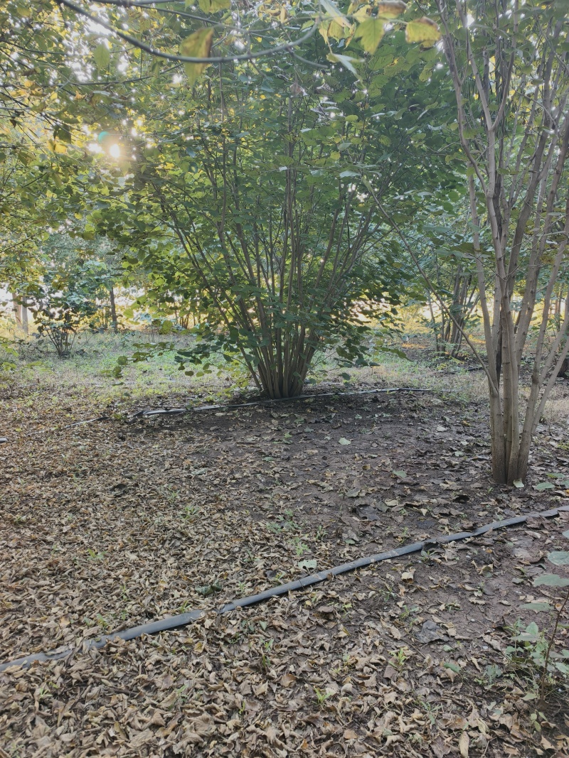 丛生娜塔莉橡树基地直发保存活可视频看货欢迎来电