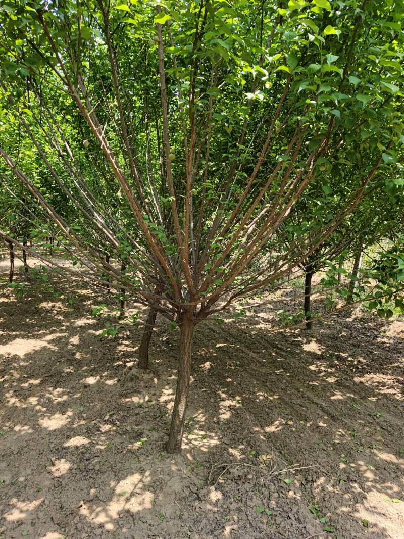 晚樱基地，保证成活，苗圃直销，物美廉价，无病虫害