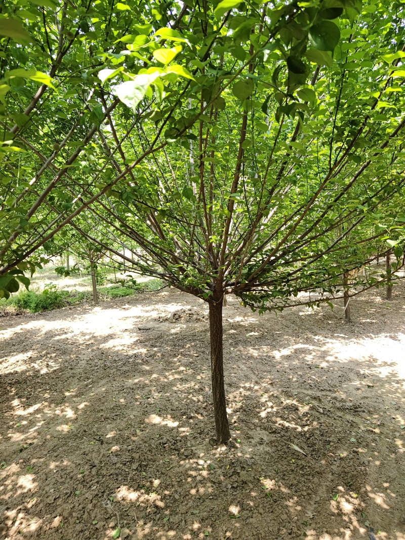 晚樱基地，保证成活，苗圃直销，物美廉价，无病虫害