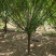 染井吉野基地，价格美丽，欢迎采购，早樱耐贫瘠土地！抗寒性