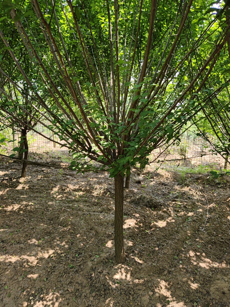 染井吉野基地，价格美丽，欢迎采购，早樱耐贫瘠土地！抗寒性