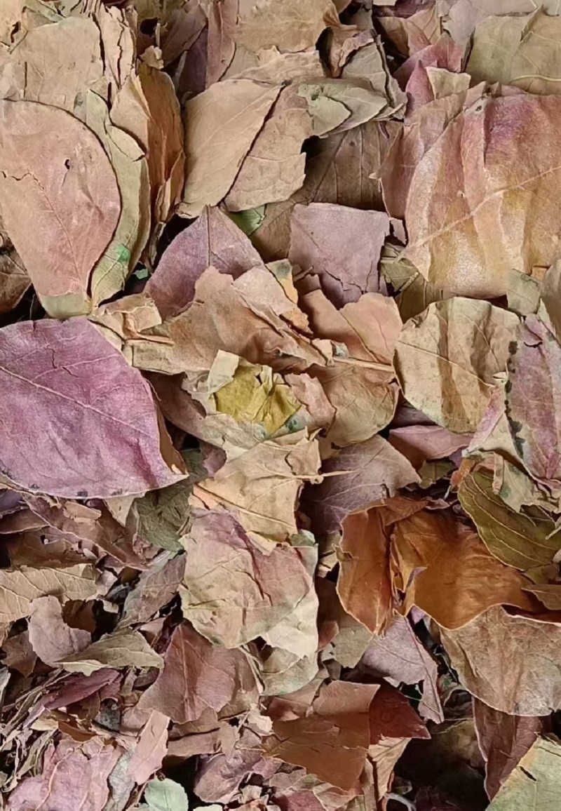 纯正甜心脆柿霜后红柿叶
